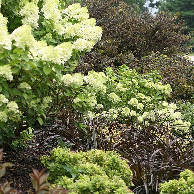 Little Lime Hydrangea 2 Gal, Green to Pink Blooms