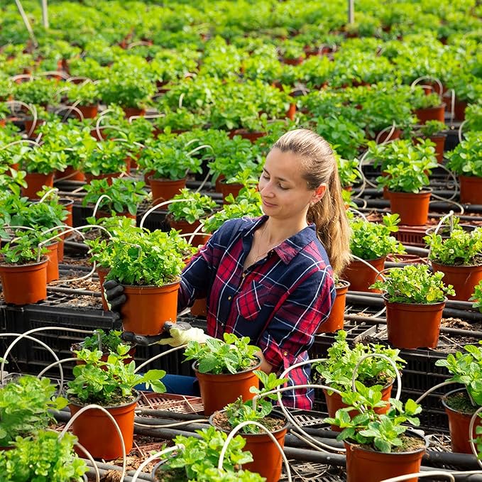 Augshy 110 Pcs 6" Plastic Plants Nursery Pot, Seed Starting Pots for Succulent Seedling Cutting Transplanting