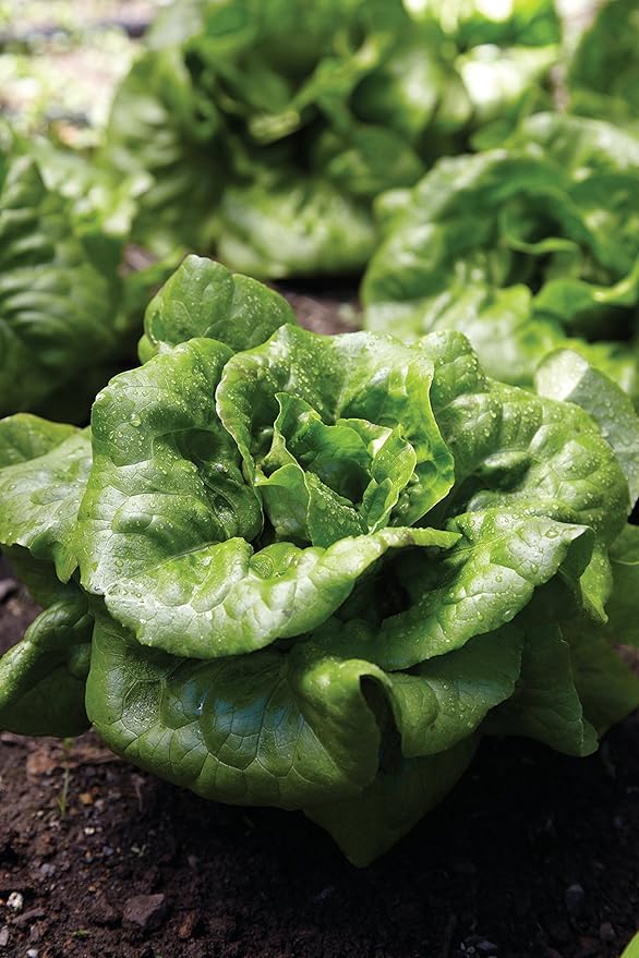 Burpee Buttercrunch Lettuce Seeds 500 seeds