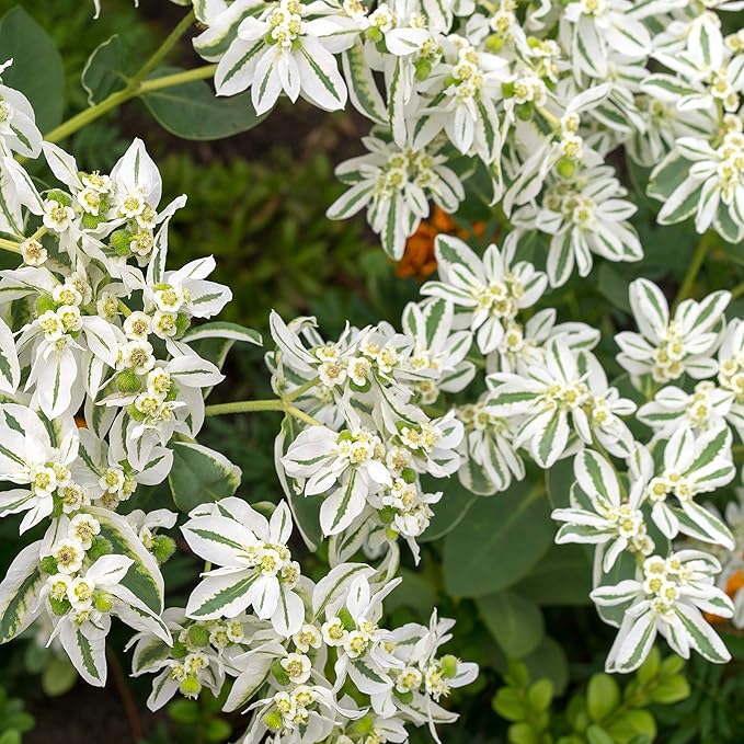 Outsidepride 1000 Seeds Perennial Euphorbia Snow On The Mountain Flower Seeds for Planting