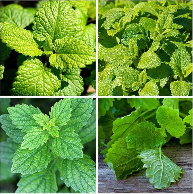 Seed Needs Lemon Balm Seeds for Planting - Non-GMO, Heirloom & Untreated Perennial Medicinal Herb - Plant Indoors/Outdoors Used for Making Calming Tea (2 Packs)
