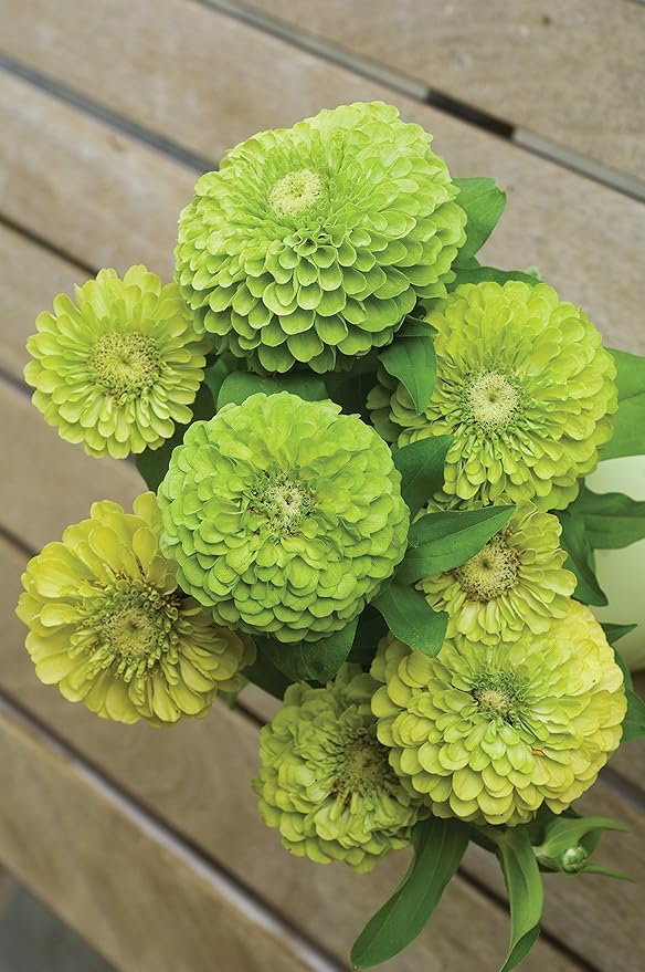 Burpee Tequila Lime Zinnia Seeds 50 seeds