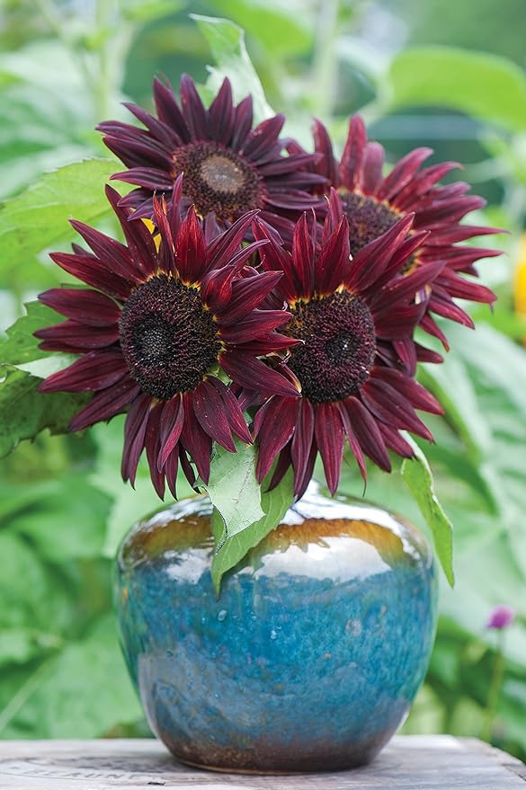 Burpee Chianti Sunflower Seeds 50 seeds