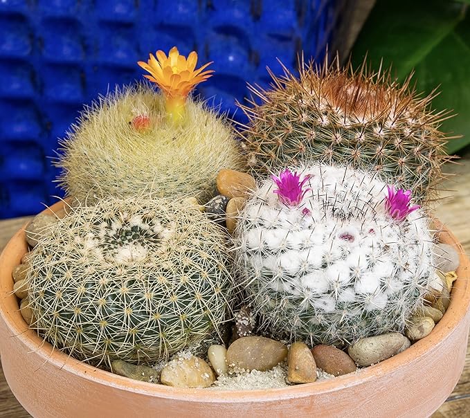 Altman Plants, Assorted Cactus Plants Live Cactus Decor (8PK), Cactus Plant Live Succulents Plants Live in Cactus Soil Potting Mix, Live Cacti Plants Live Succulent Plants Live Plants in Cactus Pot