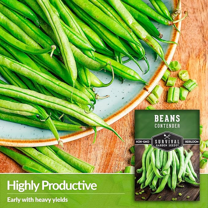 3 Packs Contender Bush Bean Seed for Planting with Instructions to Grow Delicious & Stringless Green Beans in Your Home Vegetable Garden - Non-GMO Heirloom - Survival Garden Seeds