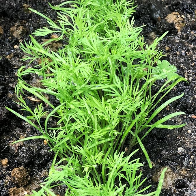 Seed Needs, Bouquet Dill Seeds - 250 Heirloom Seeds for Planting Anethum graveolens - Culinary Herb to Grow Indoors or Outdoors, Non-GMO & Untreated (2 Packs)