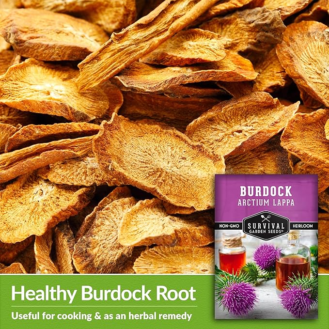 Survival Garden Seeds Burdock Seeds for Planting – 1 Packet with Instructions to Grow Burdock Root Plant (GOBO) in Your Home Vegetable Garden – Non-GMO Heirloom Herb Seeds