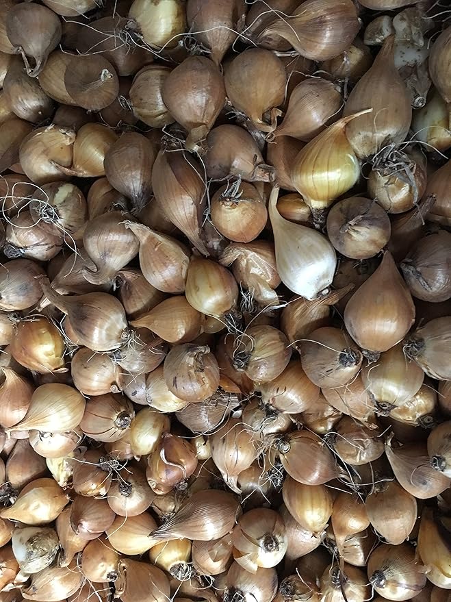 40 Dutch Iris Bulbs, Mixed-Perfect for Fall Planting!
