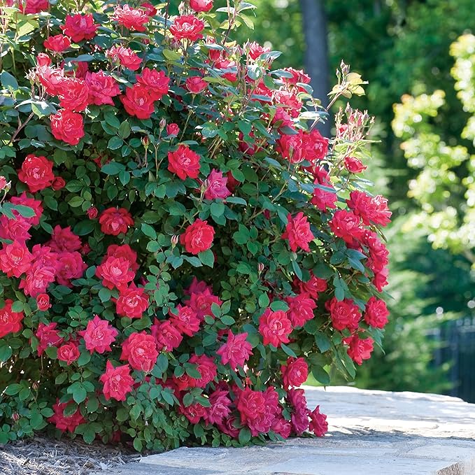 Knockout Double Rose, 2 Gal, Red Blooms