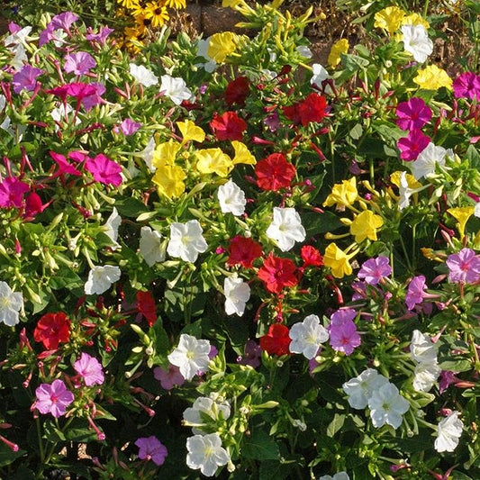 Outsidepride 1 lb. Perennial Mirabilis Jalapa Four O' Clock Flower Seed Mix for Planting