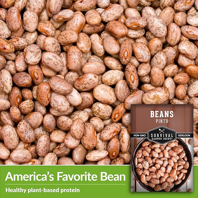 Pinto Bean Seeds for Planting - 5 Packets with Instructions for Growing Mottled/Peruano Beans in The Home Vegetable Garden - Non-GMO Open-Pollinated Heirloom & Untreated - Survival Garden Seeds
