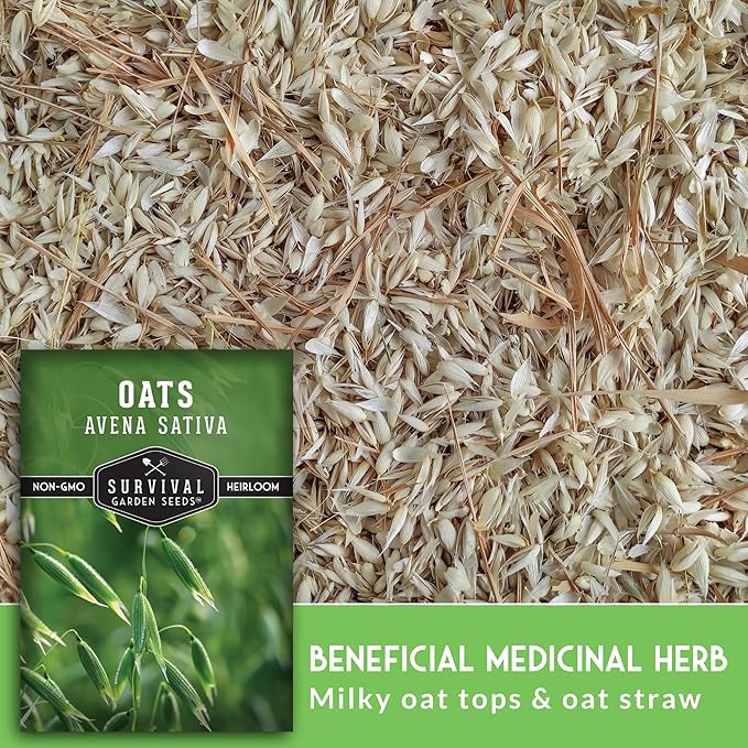Survival Garden Seeds - Oat Seed for Planting - 5 Packs with Instructions to Plant & Grow Avena Sativa in Your Home Vegetable or Herb Garden - Medicinal Herb & Cover Crop - Non-GMO Heirloom Variety