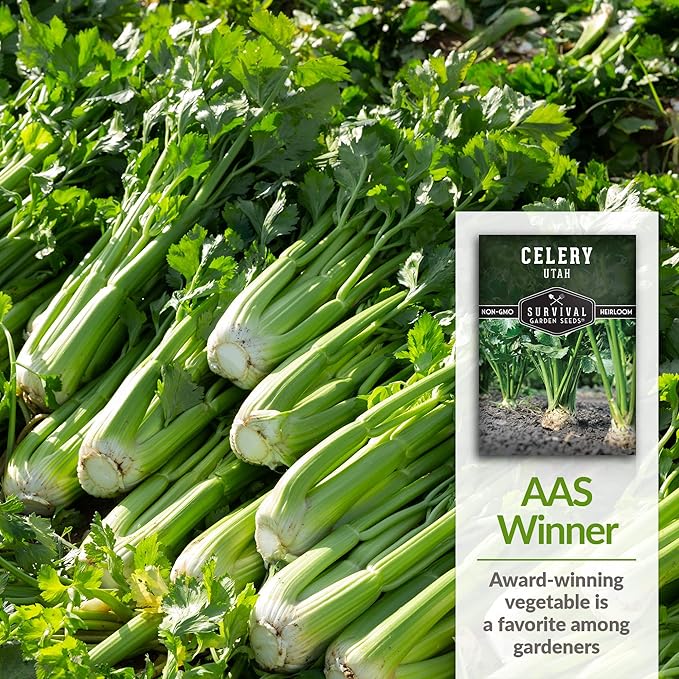 Utah Celery Seed for Planting - Packet with Instructions to Plant & Grow Delicious Celery Plants in Your Home Vegetable Garden - Tender Crisp Non-GMO Heirloom Variety - Survival Garden Seeds