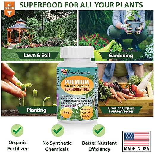 Money Tree Health Boost - 8 oz - Concentrated Kelp & Seaweed Extract for Strong and Healthy Money Trees