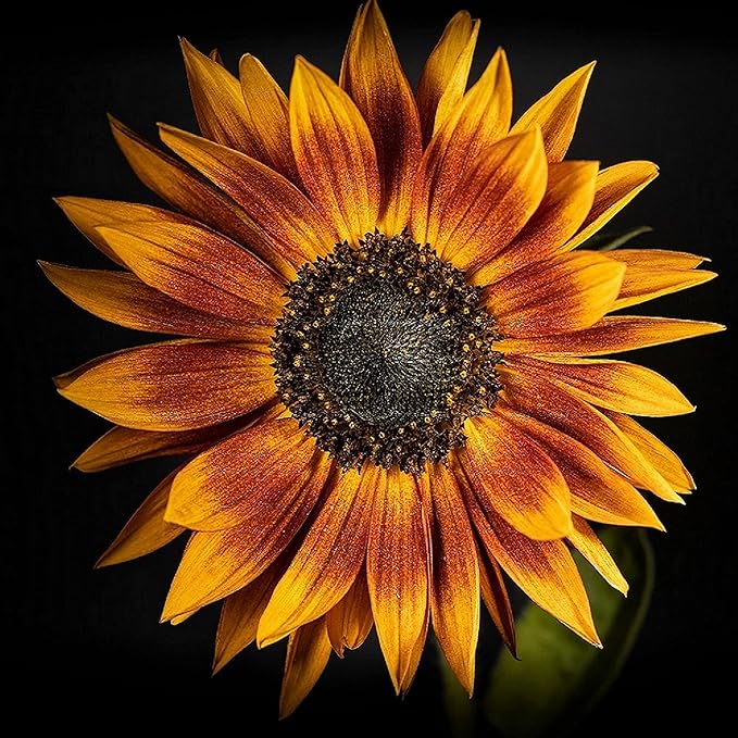 Sunflower Seeds for Planting - Grow Unique Sun Flowers in Your Garden - 25 Non GMO Heirloom Seeds - Full Planting Instructions for Easy to Grow Red Sun Sunflowers - Great Gardening Gifts (3 Packets)