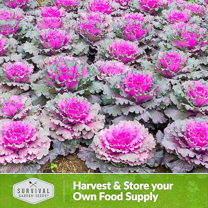 Ornamental Kale Seed for Planting - 5 Packets with Instructions for Growing Ornamental Flowering Kale Plants in Your Home Vegetable Garden - Non-GMO Heirloom Variety - Survival Garden Seeds
