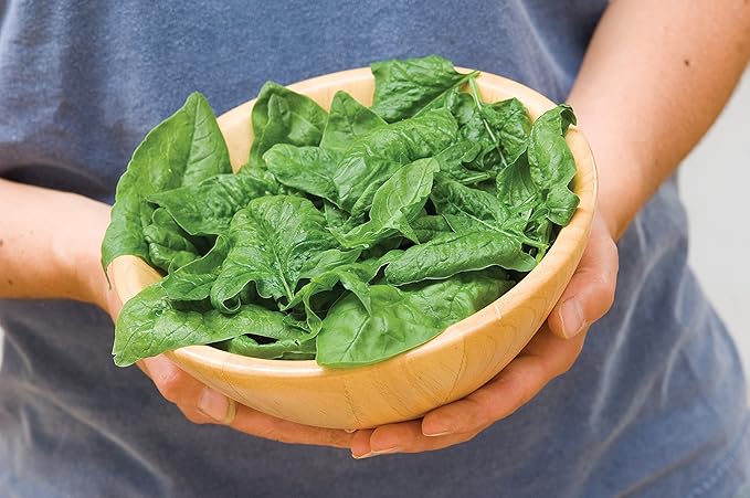 Burpee Bloomsdale Long Standing Spinach Seeds 1000 seeds