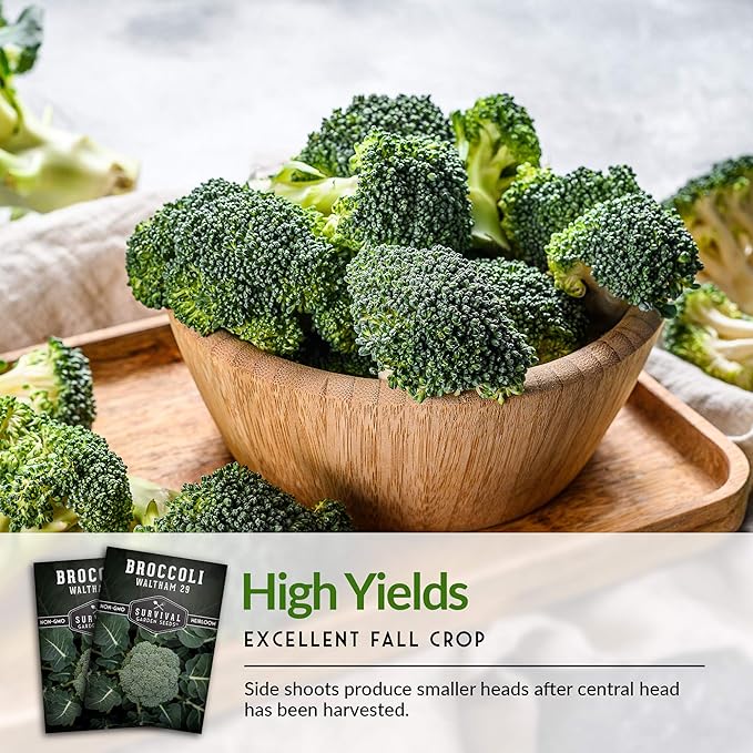 Waltham 29 Broccoli Seed for Planting - Packet with Instructions to Plant & Grow Cool Weather Broccoli in Your Home Vegetable Garden - Non-GMO Heirloom Variety - Survival Garden Seeds - 3 Pack
