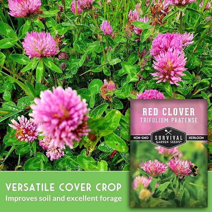 Survival Garden Seeds - Red Clover Seed for Planting - 1 Packet with Instructions to Plant & Grow a Medicinal Herb & Nitrogen Fixing Ground Cover in Your Home Garden - Non-GMO Heirloom Variety