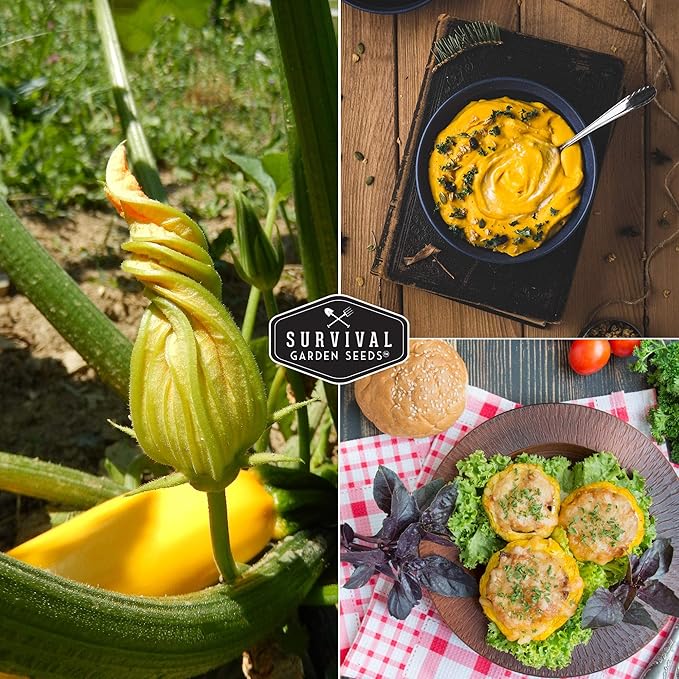 Survival Garden Seeds - Straightneck Summer Squash Seed for Planting - 5 Packs with Instructions to Plant and Grow Yellow Squash in Your Home Vegetable Garden - Non-GMO Heirloom Variety