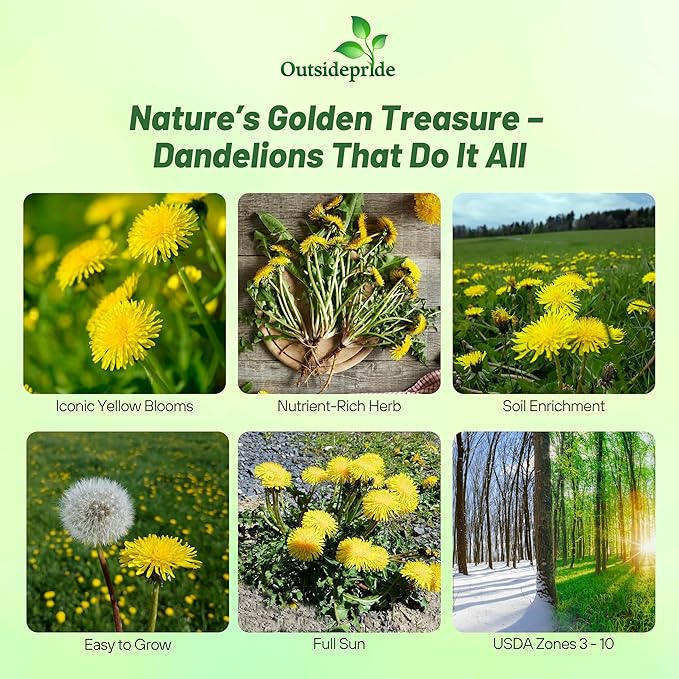 Outsidepride 5000 Seeds Perennial Taraxacum Officinale Dandelion Herb Garden Seeds for Planting