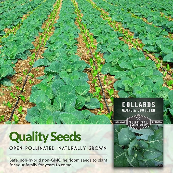 Survival Garden Seeds - Georgia Southern Collards Seed for Planting - Pack with Instructions to Plant and Grow Healthy Collard Greens in Your Home Vegetable Garden - Non-GMO Heirloom Variety - 2 Packs
