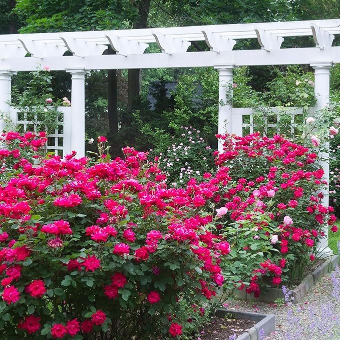 Knockout Double Rose, 2 Gal, Red Blooms