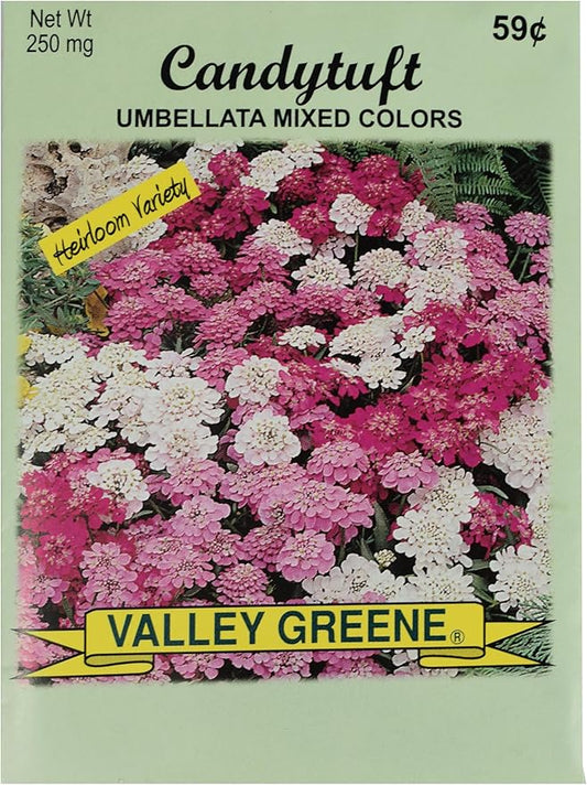 Set of Flower Seed Packets! Flower Seeds in Bulk - Great for Creating The Garden of Your Dreams! (200, Candytuft)