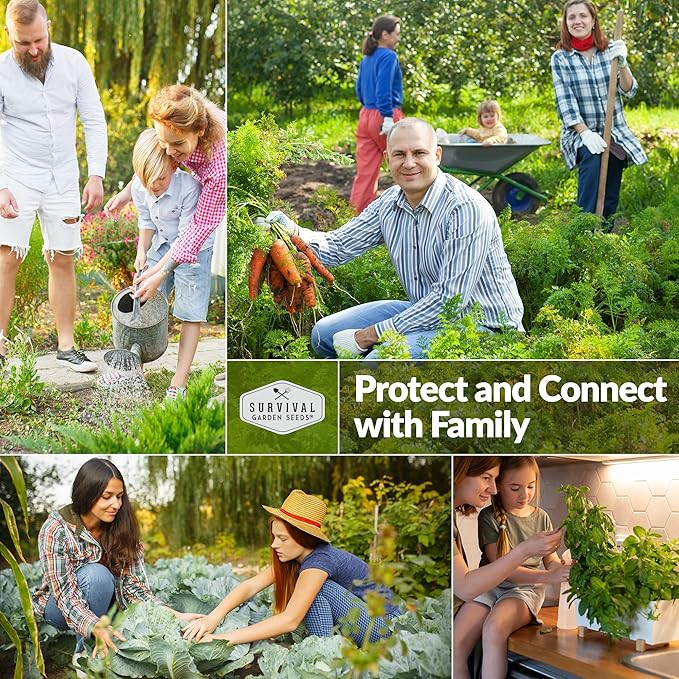 Survival Garden Seeds - White Vienna Kohlrabi Seed for Planting - 5 Packs with Instructions to Plant and Grow Unique Cruciferous Vegetables in Your Home Vegetable Garden - Non-GMO Heirloom Variety