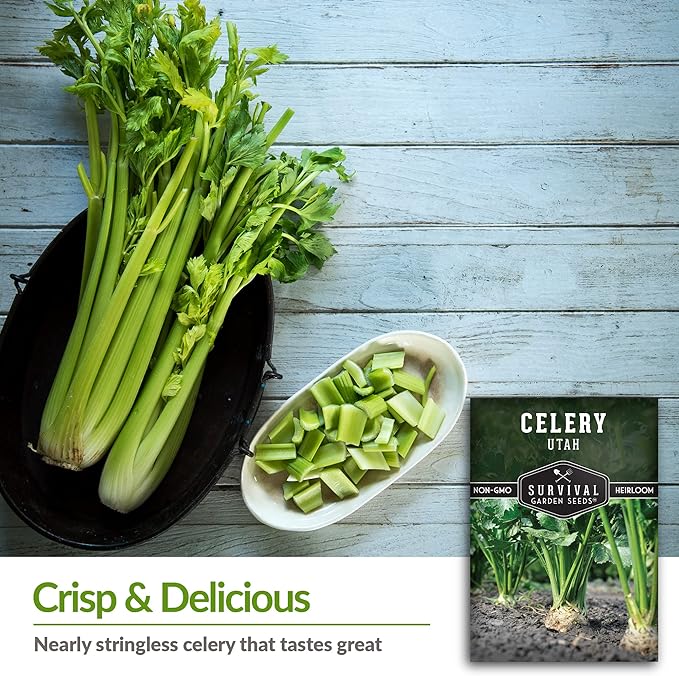 Utah Celery Seed for Planting - 2 Packets with Instructions to Plant & Grow Delicious Celery Plants in Your Home Vegetable Garden - Tender Crisp Non-GMO Heirloom Variety - Survival Garden Seeds