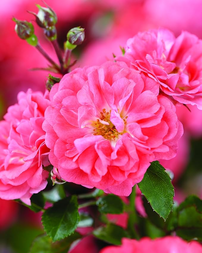 Drift Roses - Rosa Coral Drift (Rose) Rose, coral flowers, #2 - Size Container