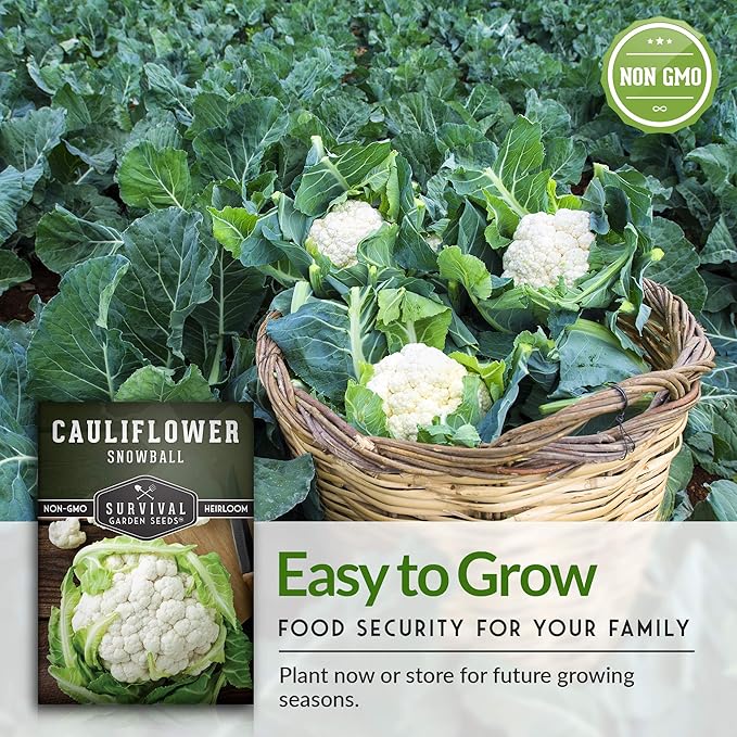 Snowball Cauliflower Seed for Planting - 2 Packets with Instructions to Plant & Grow Amazing White Vegetables in Your Home Vegetable Garden - Non-GMO Heirloom Variety - Survival Garden Seeds