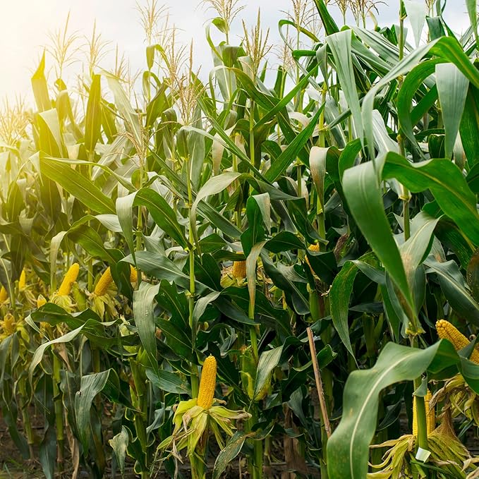 Park Seed Variety of Corn Vegetable Seeds, Plant Seeds, Easy to Grow, Perfect for Harvesting, Honey Select Triplesweet Hybrid, Pack of 200