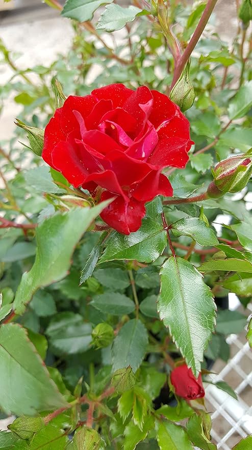 Drift Roses - Rosa Red Drift (Rose) Rose, double red flowers, #2 - Size Container