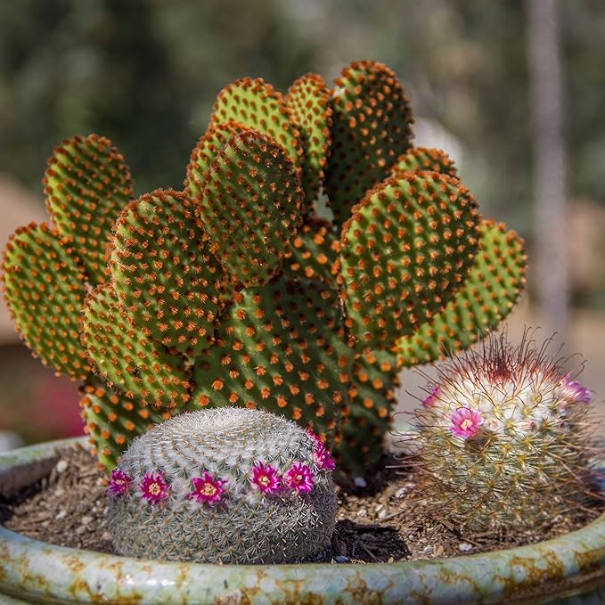 Altman Plants, Assorted Cactus Plants Live Plants (4 Pack), Live Cactus Plant Live Succulents Plants Live Houseplants, Cacti Live Indoor Plants Succulent Plants House Plants in Cactus Soil Potting Mix