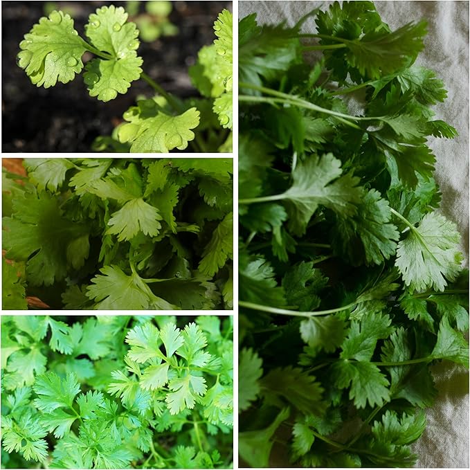Seed Needs, Cilantro Herb Seeds - 250 Heirloom Seeds for Planting Coriandrum sativum - Non-GMO & Untreated