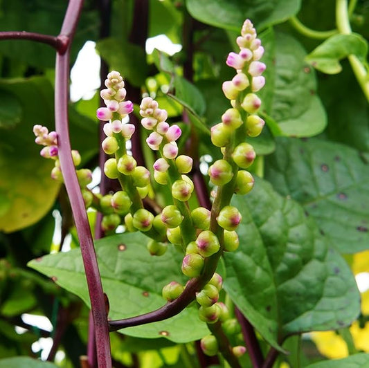 Outsidepride 100 Seeds Perennial Basella Rubra Malabar Spinach Herb Seeds for Planting