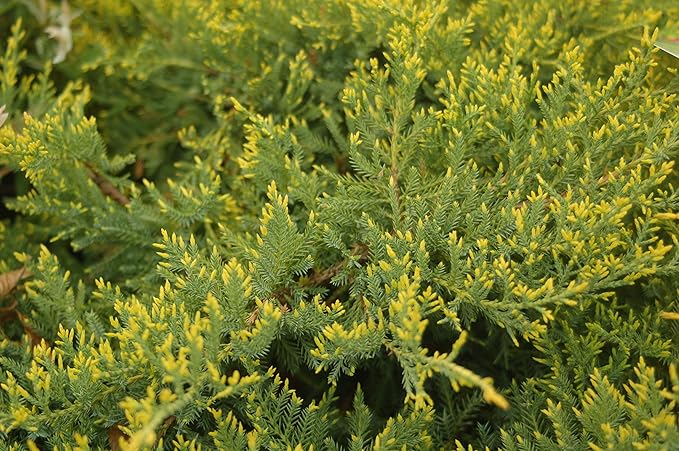Green Promise Farms JNCGST03 JNCGST Evergreen Plant, 3 Size Container, Light Blue/green