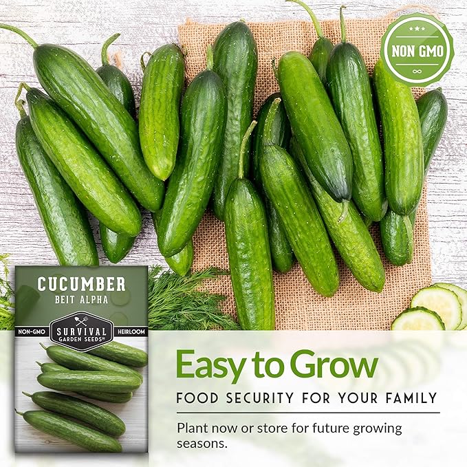 Survival Garden Seeds - Beit Alpha Cucumber Seed for Planting - Pack with Instructions to Plant and Grow Smooth Green Burpless Cucumbers in Your Home Vegetable Garden - Non-GMO Heirloom Variety - 2