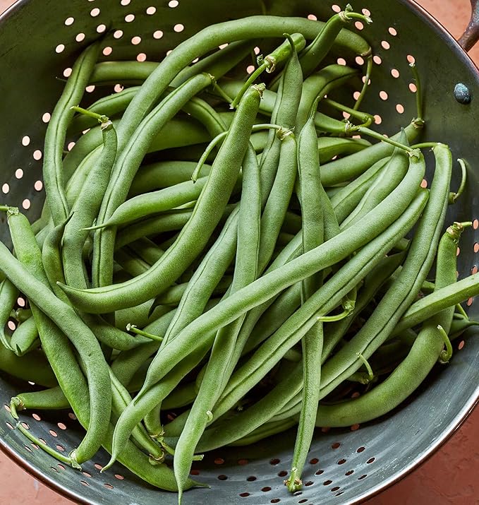 Burpee Straight Eight Slicing Cucumber 200 Seeds and Blue Lake 274 Bush Bean 2 oz Seeds Vegetable Garden Bundle