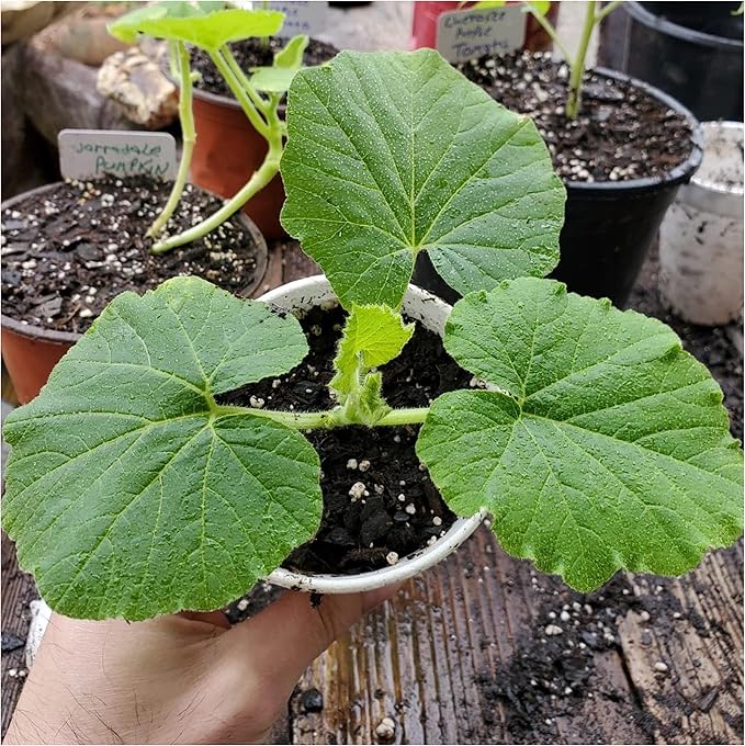 Seed Needs, Blue Jarrahdale Pumpkin Seeds - 20 Heirloom Seeds for Planting Cucurbita maxima - Non-GMO & Untreated - Tasty Decorative Pumpkin for Halloween & Fall (5 Packs)