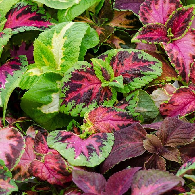 Seed Needs Coleus Seeds for Planting Rainbow Mixture - Heirloom & Open Pollinated Plants Prefer Partial Shade Indoors/Outdoors (5 Packs)