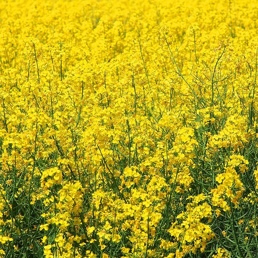 Outsidepride 10000 Seeds Annual Yellow Mustard Herb Garden Seed for Microgreens, Sprouts, & Cooking