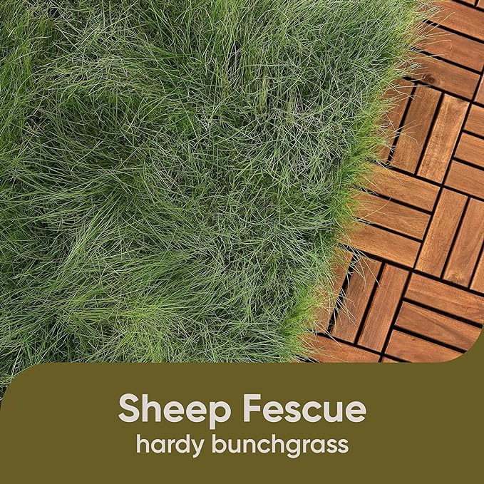 Scotts Pursue Sheep Fescue with Natural Seed, Seeding for Large Areas, 2 lbs. (Pack of 3)