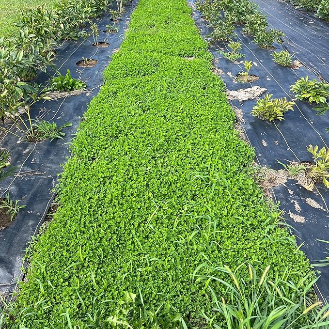 Micro Clover Seeds for Lawn-Microclover Seed for Planting - 5 Lb. Bulk ~2 Million Seeds - Drought-Tolerant Mini Clover Seed - Grass Alternative Miniclover Seeds for Lawn - Mountain Valley Seed Company