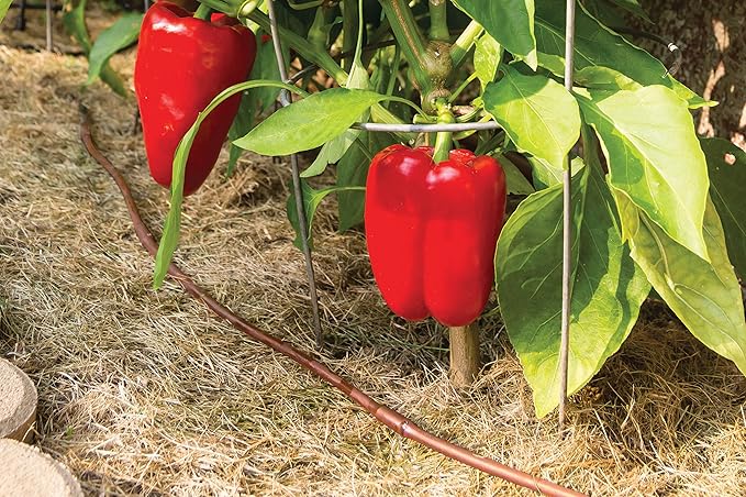 Rain Bird ET256-50S Drip Irrigation Pressure Compensating 1/4" Emitter Tubing, 6" Emitter Spacing, 50 Roll, Brown (Pack of 2)