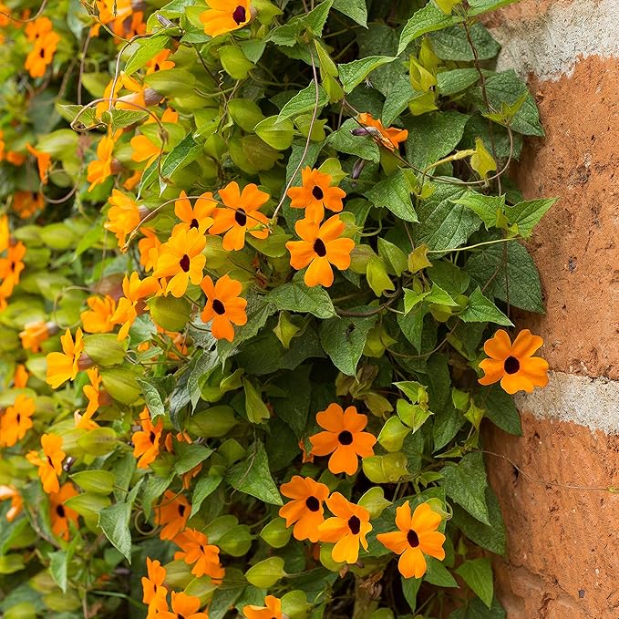 Outsidepride 100 Seeds Annual Orange Thunbergia Black-Eyed Susan Vine Flower Seed for Planting
