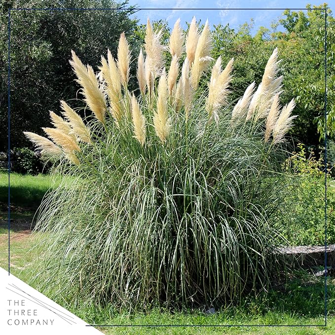 Live Perennial Pampas Grass - Assorted White and Pink (2 Per Pack), Showy Accent Plant, 12" Tall by 6" Wide in 1.5 Quart Pot (Pack of 2)