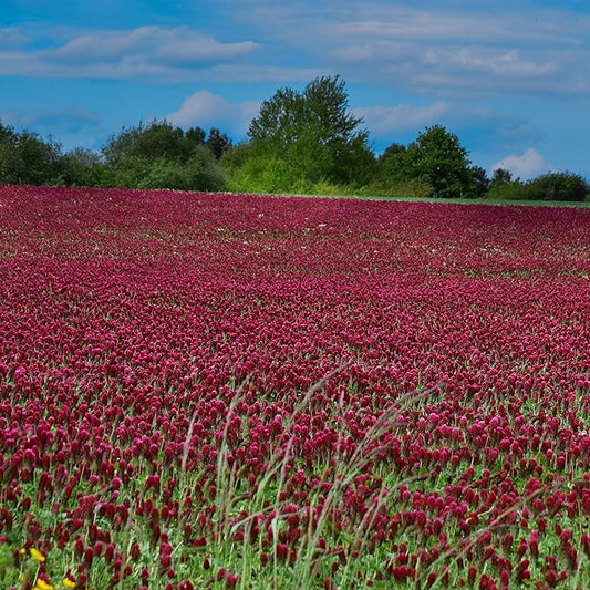 Outsidepride Crimson Clover Seeds - 10 lbs. Annual, Nitrocoated, & Inoculated Ground Cover Seeds, Ideal Clover Seed for Lawn, Cover Crop, Pasture, Hay, Green Manure & Wildlife Forage