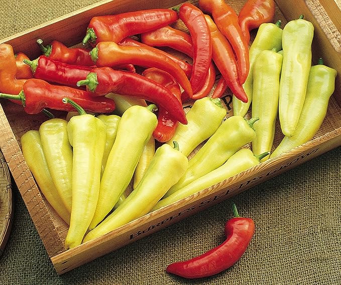 Burpee Straight Eight Slicing Cucumber 200 Seeds and Sweet Banana Sweet Pepper 150 Seeds